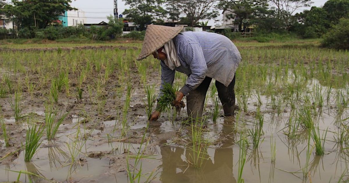 Lahan Sawah Terancam? Ini Jurus Pemerintah Selamatkan Pertanian!