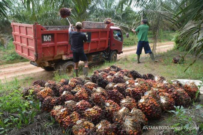 Ringgit Terpeleset, Ekspor Melesat: Mengapa Harga CPO Malaysia Terus Mendaki Tiga Hari Beruntun?