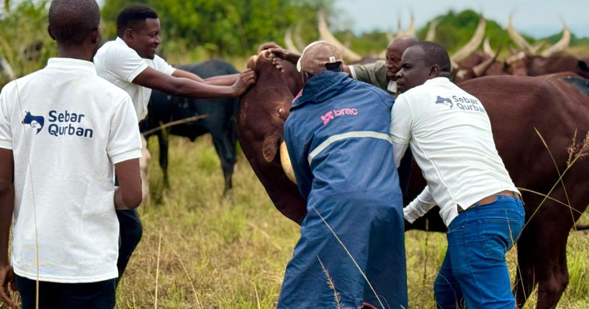 Qurban 2026: Human Initiative Perluas Distribusi ke Indonesia Timur dan Afrika