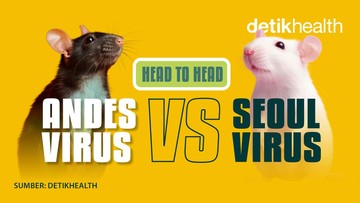 Menguak Perbedaan Krusial Penularan Andes Virus dan Seoul Virus dalam Keluarga Hantavirus