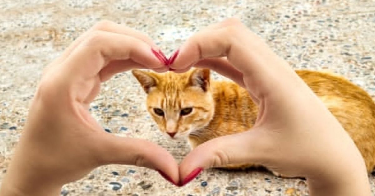 Menguak Lima Karakteristik Unik Pecinta Kucing: Dari Ketenangan Batin Hingga Kecenderungan Cemas Berlebihan