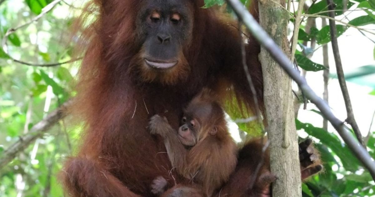 Cagar Alam Jantho Aceh Konfirmasi Kelahiran Bayi Orangutan Sumatera