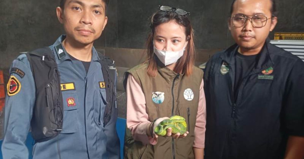 Kasus Penyelundupan 103 Reptil ke Luar Negeri, Gakkum Kehutanan Geledah Gudang di Bekasi