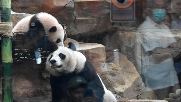 China Puji Dedikasi Indonesia dalam Upaya Konservasi Panda Raksasa