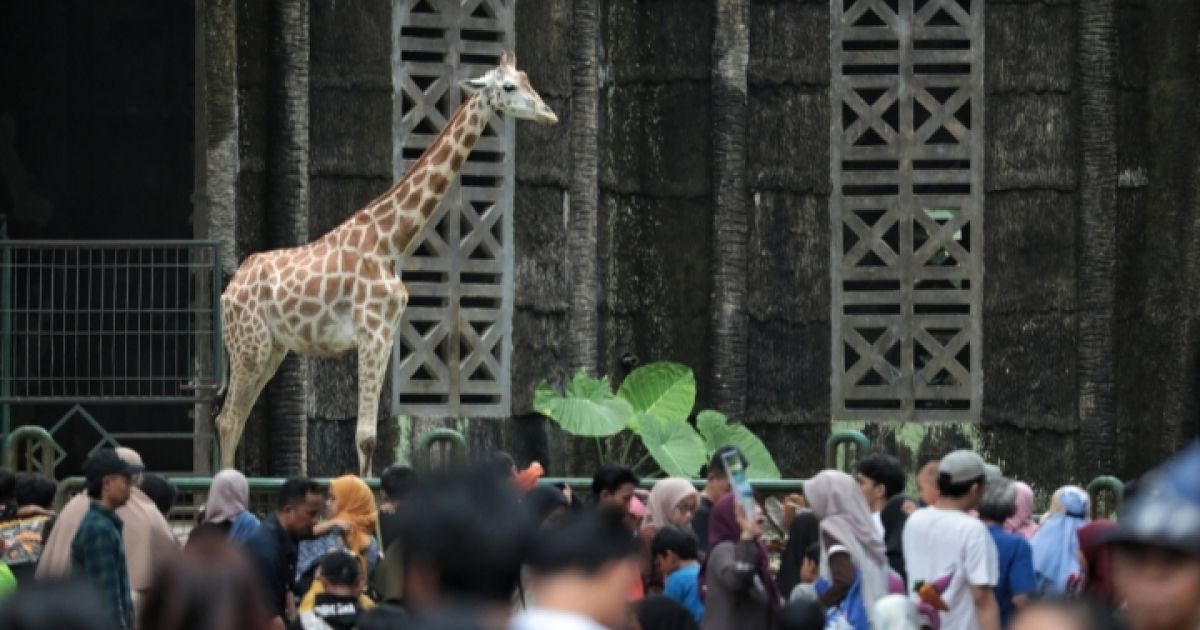 Gebyar HUT ke-499 Jakarta, Kebun Binatang Ragunan Berikan Tiket Gratis dan Edukasi Satwa di Tanggal Spesifik