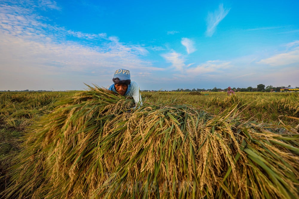 Proyeksi FAO: El Nino dan Biaya Tinggi Ancam Pasokan Beras Dunia di Musim Tanam 2026/2027