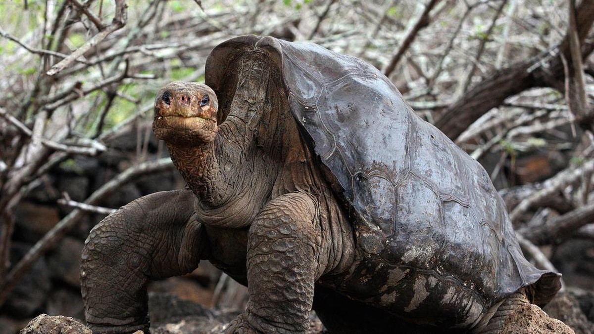 China Duga Ada Operasi Intelijen Asing Terselubung Gunakan Flora dan Fauna Laut di Perairan Kritis