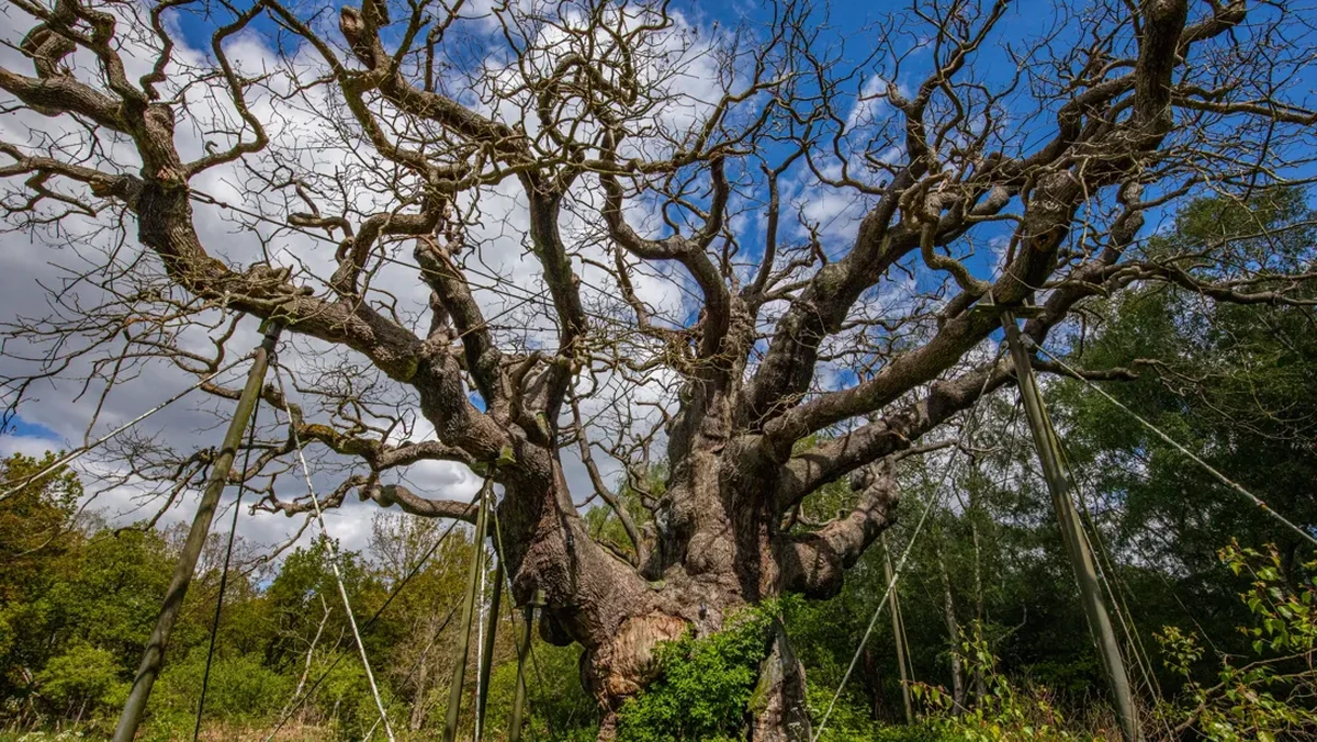 Warisan Hijau Inggris Terancam: Menguak Misteri Keruntuhan Pohon Ek Kuno Berusia Milenium di Sherwood Forest