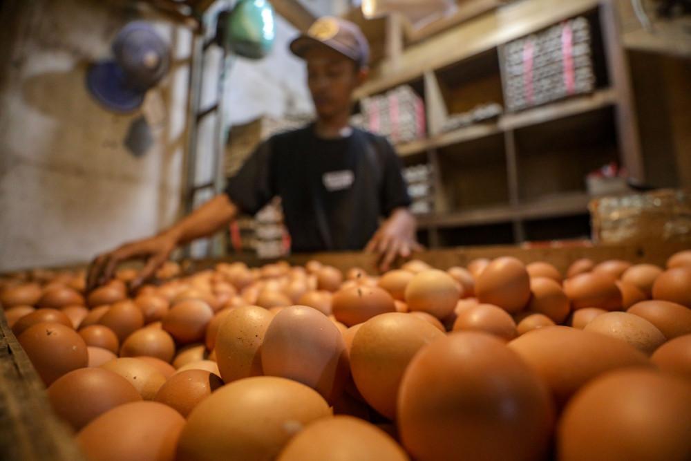 Permintaan HKTI ke Pemerintah: Perkuat Kandungan Ayam dan Telur Demi Sukses Gizi Gratis Nasional