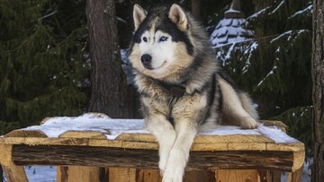 Anjing Husky Terluka Parah di Babelan: Polisi Lacak Pelaku Kekerasan Hewan
